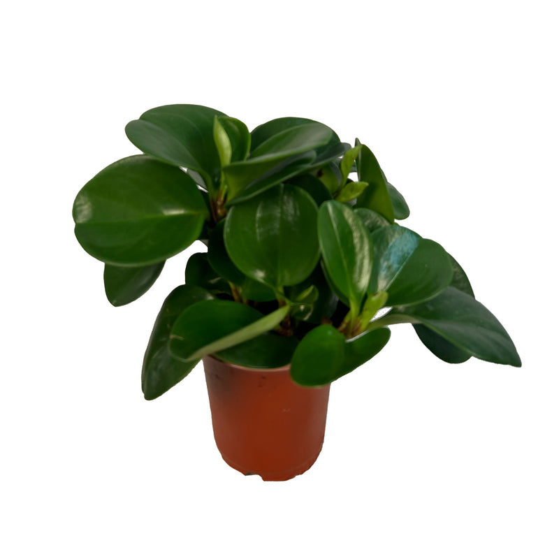 Peperomia Obtusifolia