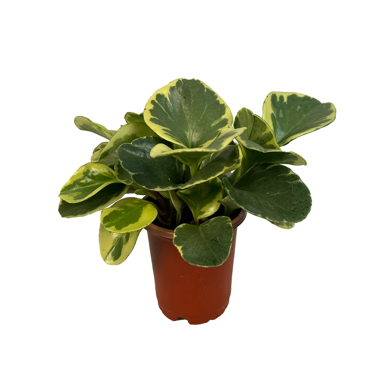 Variegated Peperomia Obtusifolia
