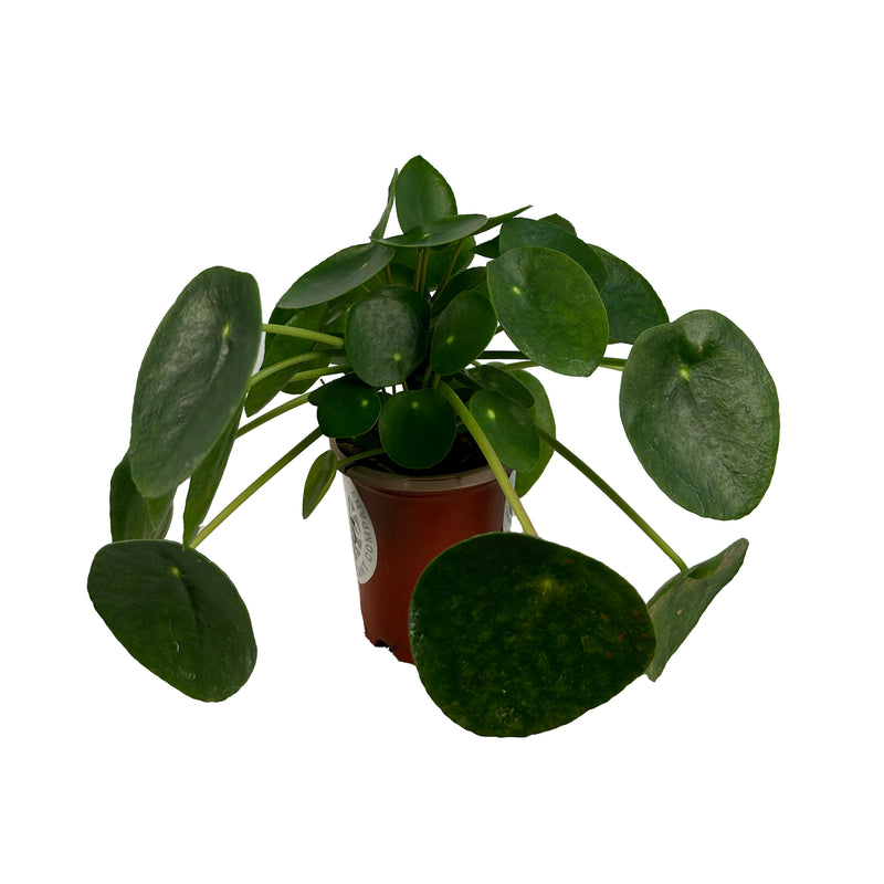 Pilea Peperomioides