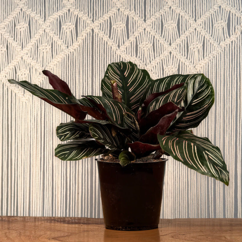 Pinstripe Calathea