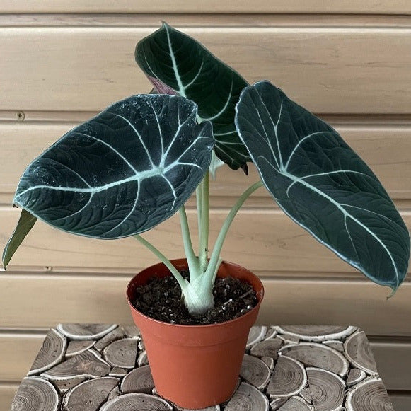 velvet elephant ear plant care Alocasia "Black Velvet"