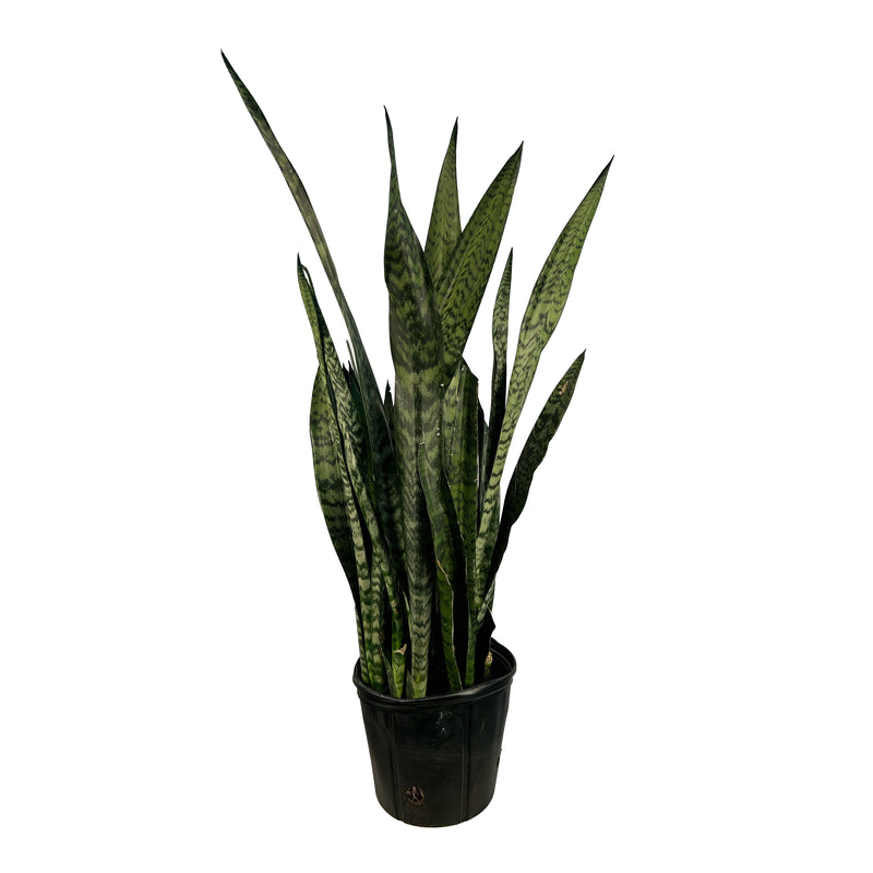 Sanservieria Laurentii "Snake Plant"