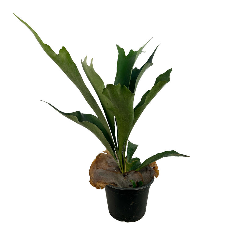 Staghorn Fern