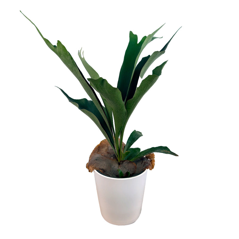 Staghorn Fern