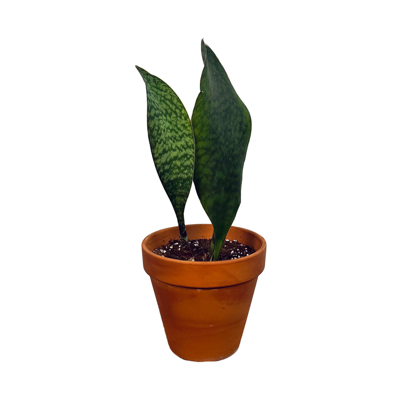 Whale Fin Sansevieria (Sansevieria Masoniana)