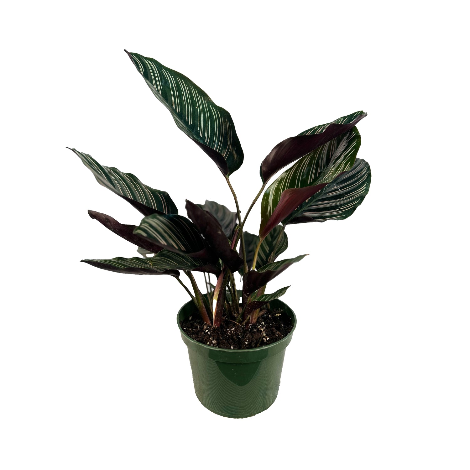 Pinstripe Calathea – Lakewood Plant Company