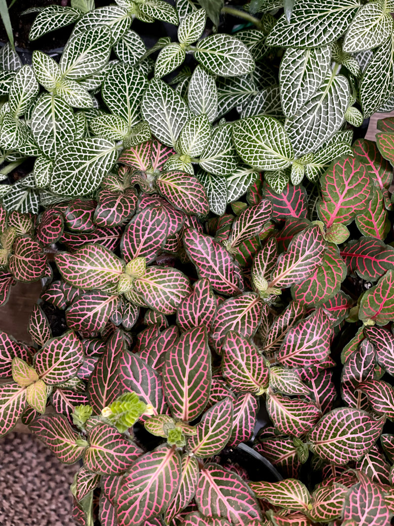 Fittonia Nerve Plant Green