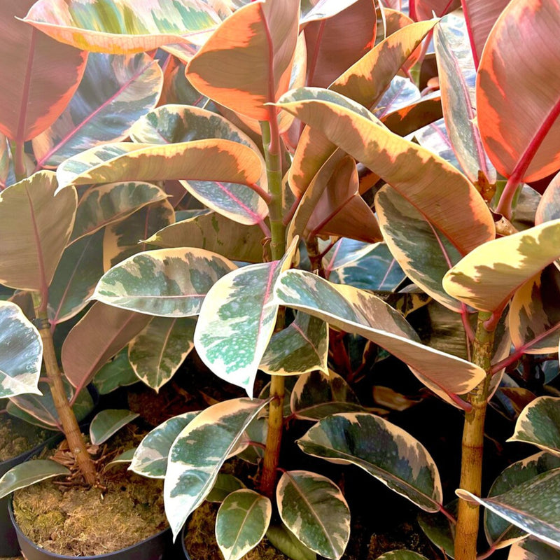 Ficus Red Ruby Rubber Tree