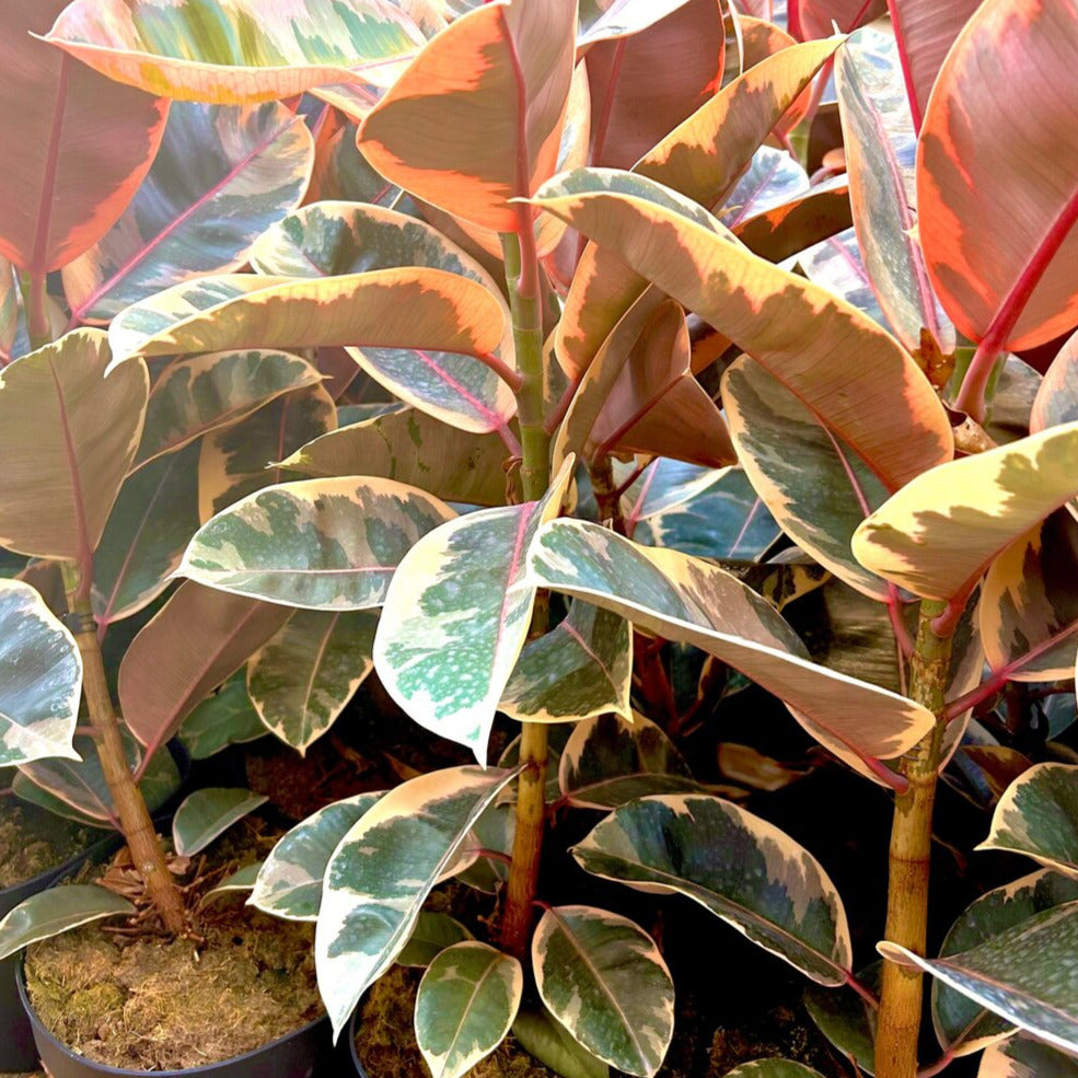 Ficus Red Ruby Rubber Tree – Lakewood Plant Company