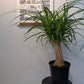 Ponytail Palm