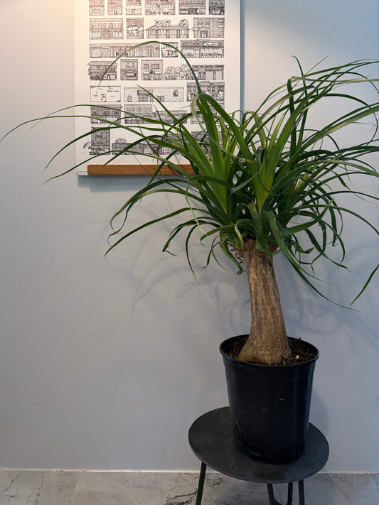 Ponytail Palm