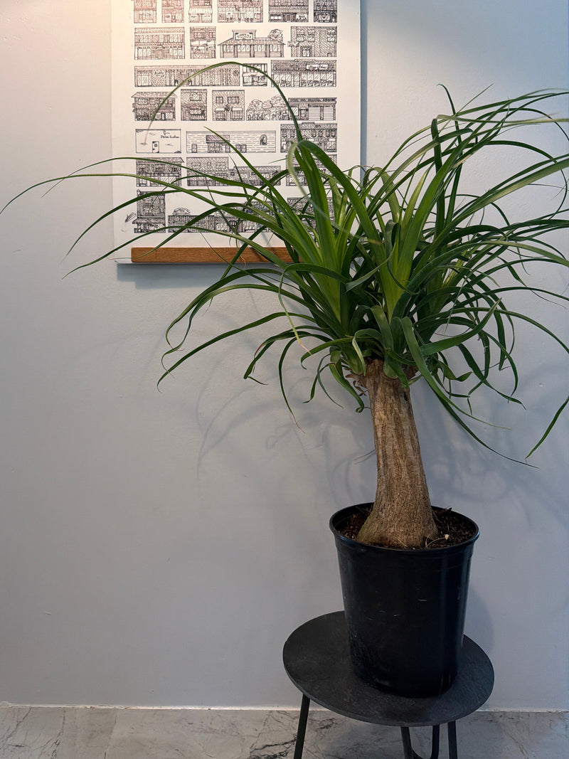 Ponytail Palm