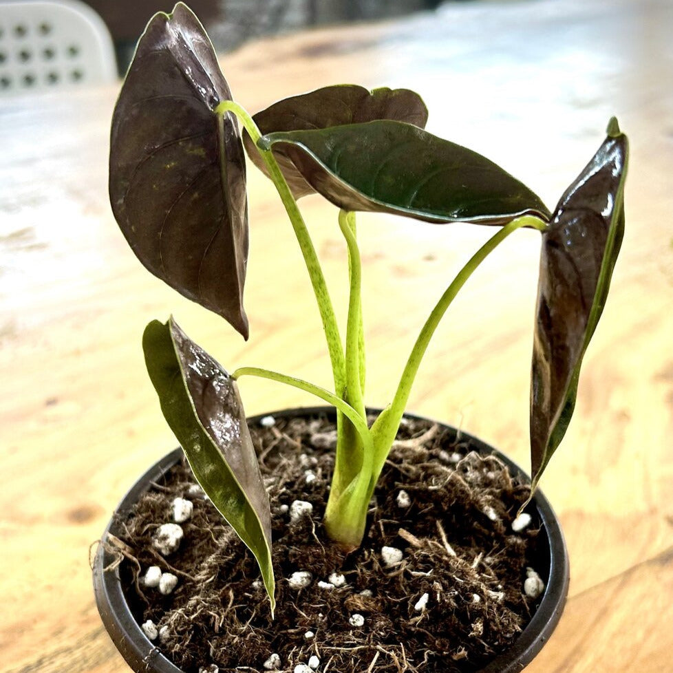 Alocasia Cuprea 'Red Secret' Plant – Lakewood Plant Company