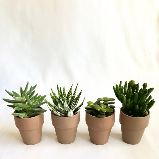 succulent starters Succulent Starter Pack