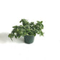 Fittonia Nerve Plant Green