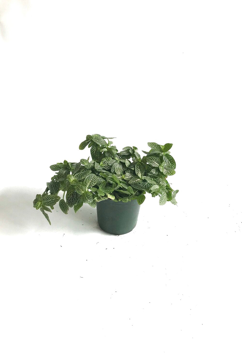 Nerve plant (Fittonia albivenis)