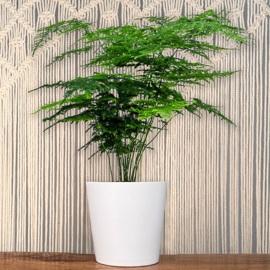 asparagus fern potted plant Asparugas Plumosa Fern – Lakewood Plant Company