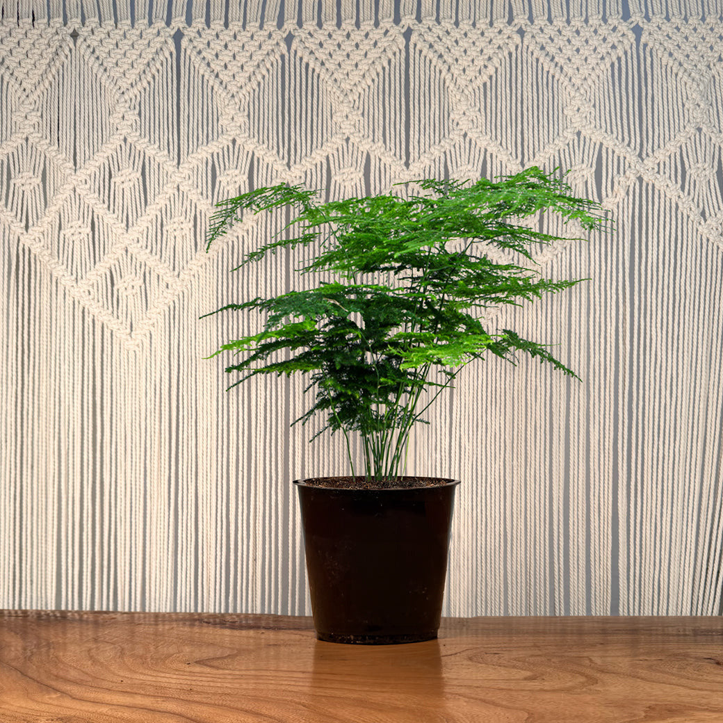 asparagus fern planter Asparugas Plumosa Fern