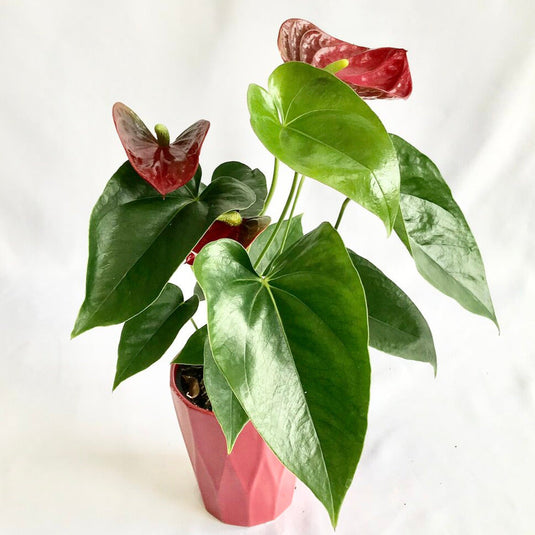 fleur anthurium Anthurium Plant