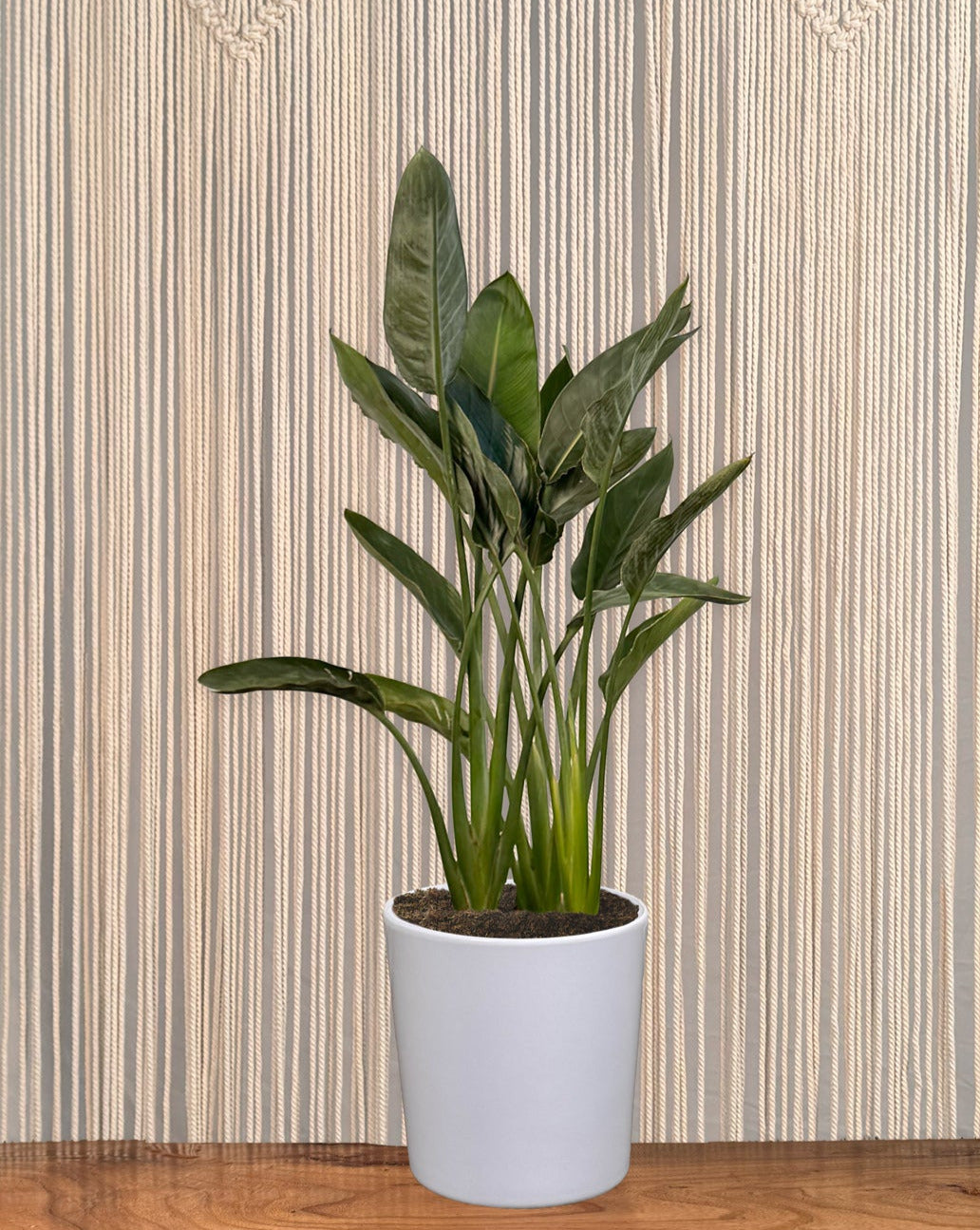 white bird indoor plant Bird of Paradise "White" – Lakewood Plant Company