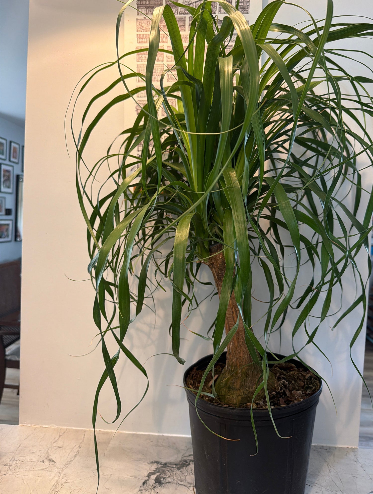 Ponytail Palm