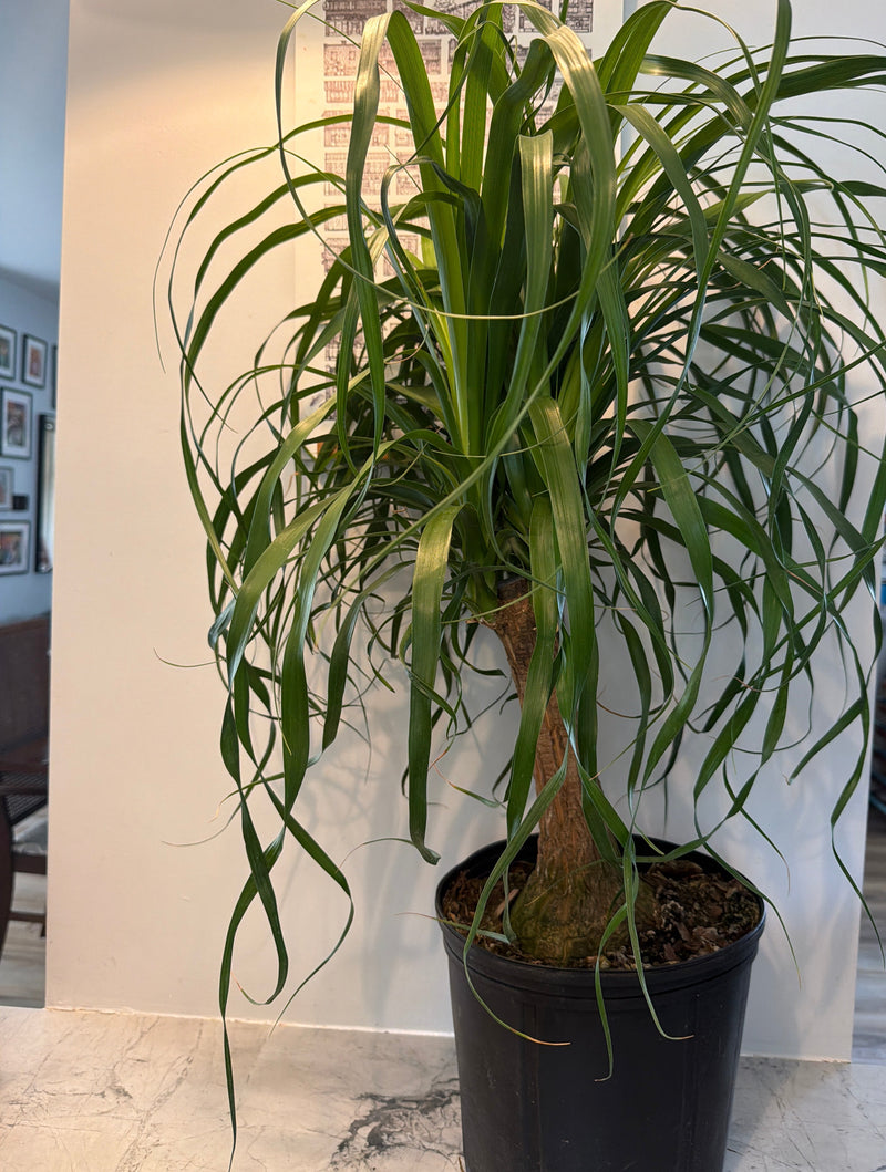 Ponytail Palm
