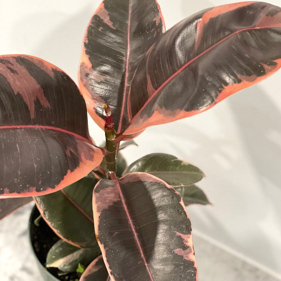 Ficus Red Ficus Red Ruby Rubber Tree – Lakewood Plant Company
