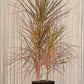 Dracaena Marginata 'Red'