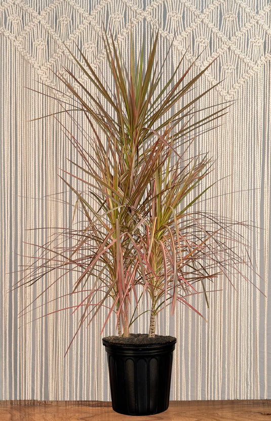 growing dracaena marginata Dracaena Marginata 'Red'