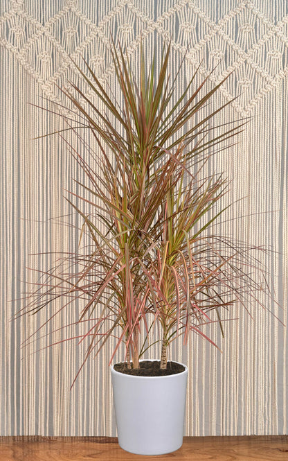Dracaena Marginata 'Red'