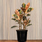 Ficus Red Ruby Rubber Tree