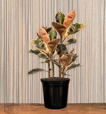 rubber tree plant for sale near me Ficus Ruby Rubber Tree – Lakewood Plant Company