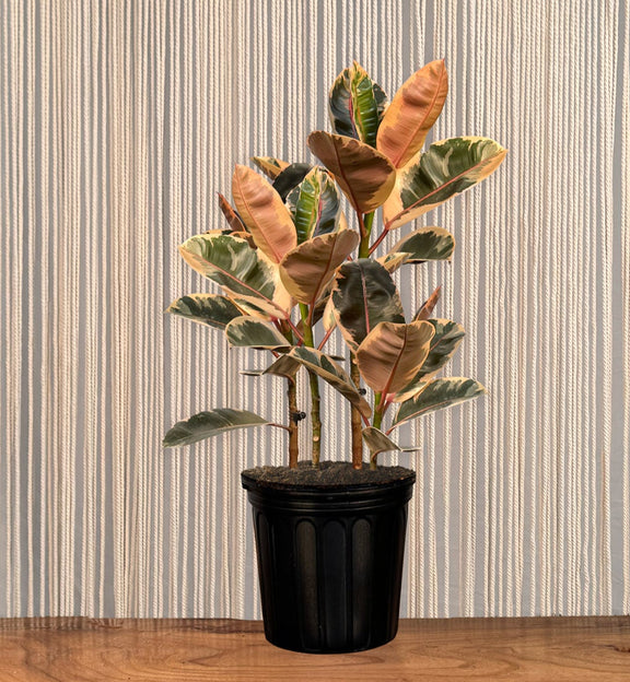 rubber tree plants for sale Ficus Ruby Rubber Tree