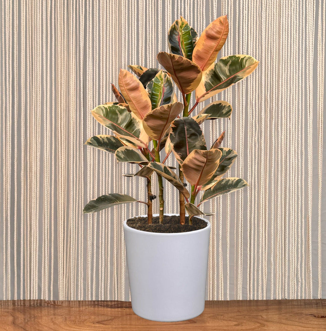 rubber tree height Ficus Ruby Rubber Tree