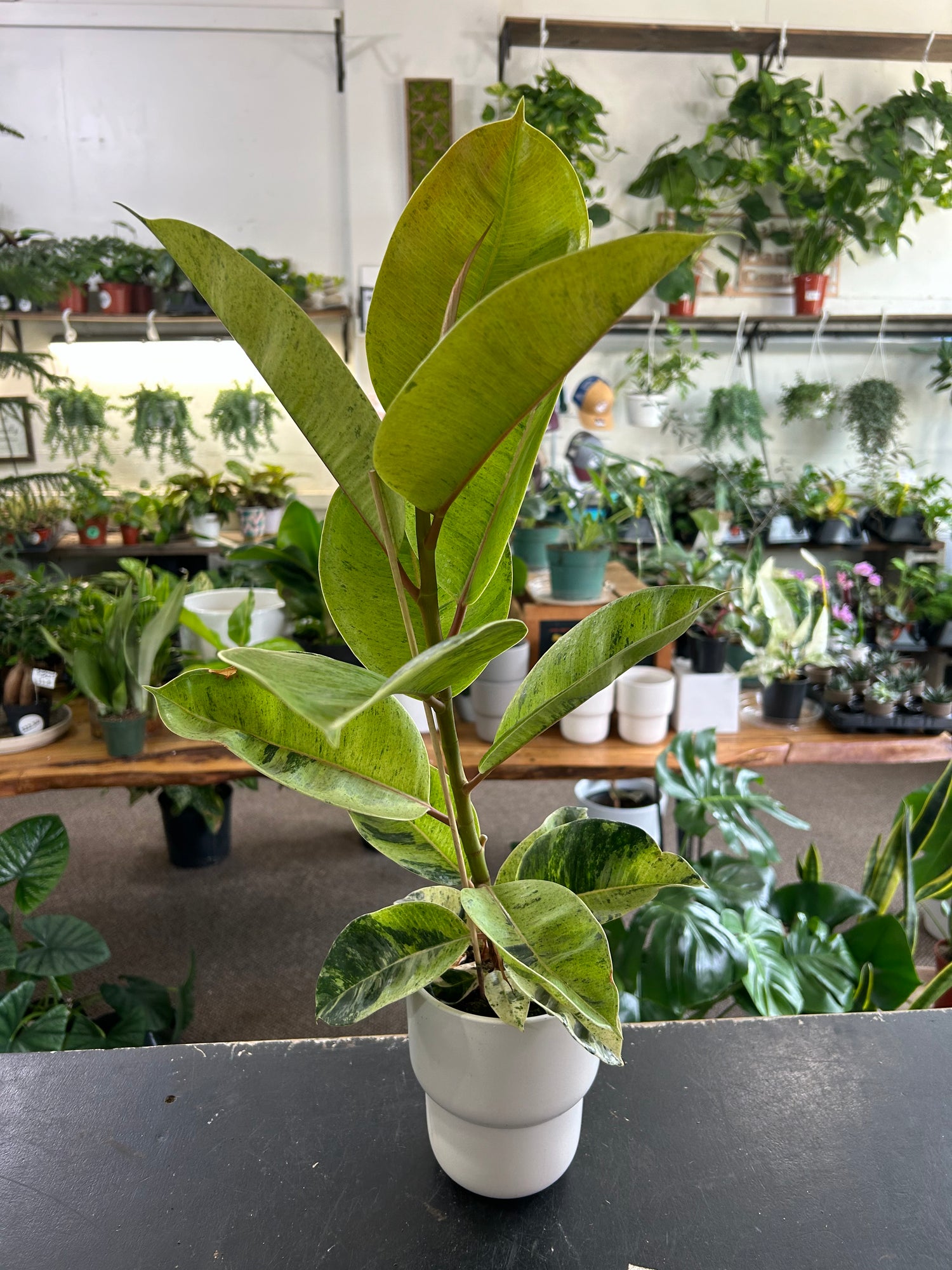 Ficus Shivereana in Ceramic Pot Front View