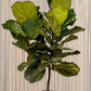 Ficus Fiddle Leaf Fig