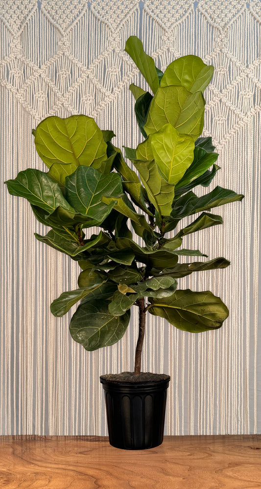 braided fiddle leaf fig tree Ficus Fiddle Leaf Fig Standard