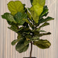 Ficus Fiddle Leaf Fig