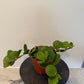 Peperomia Hope