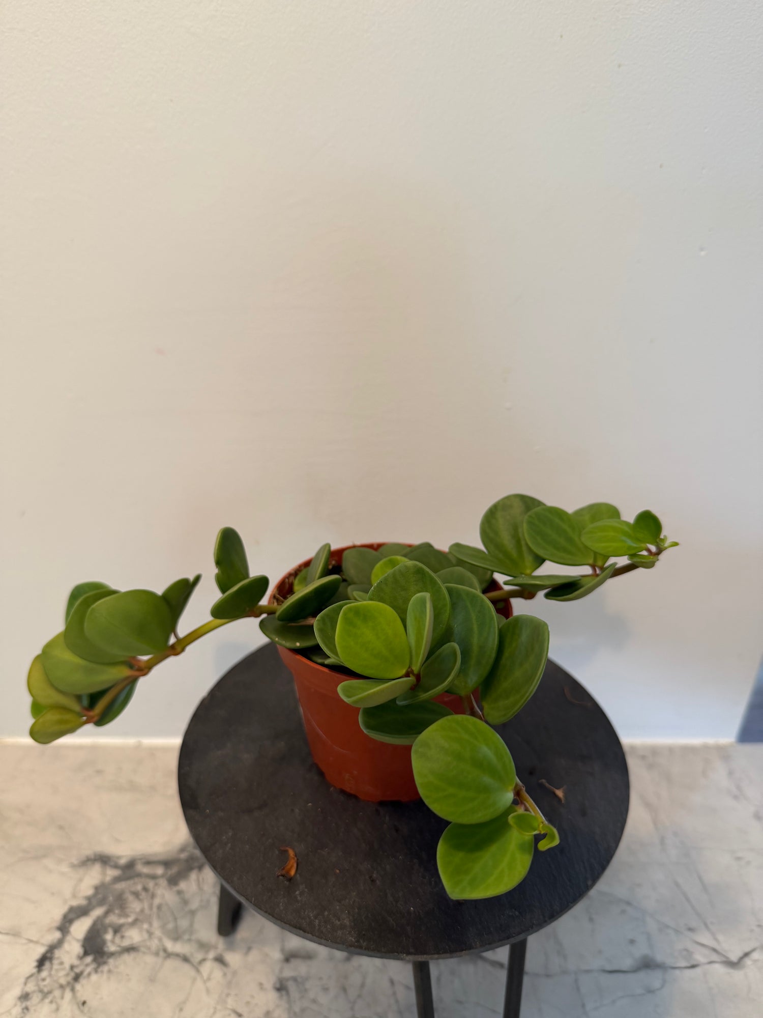 Peperomia Hope