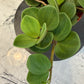 Peperomia Hope