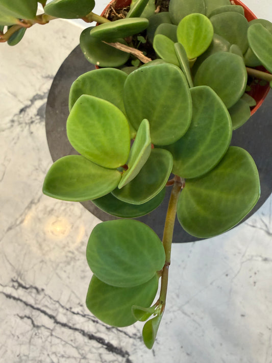 Peperomia Hope