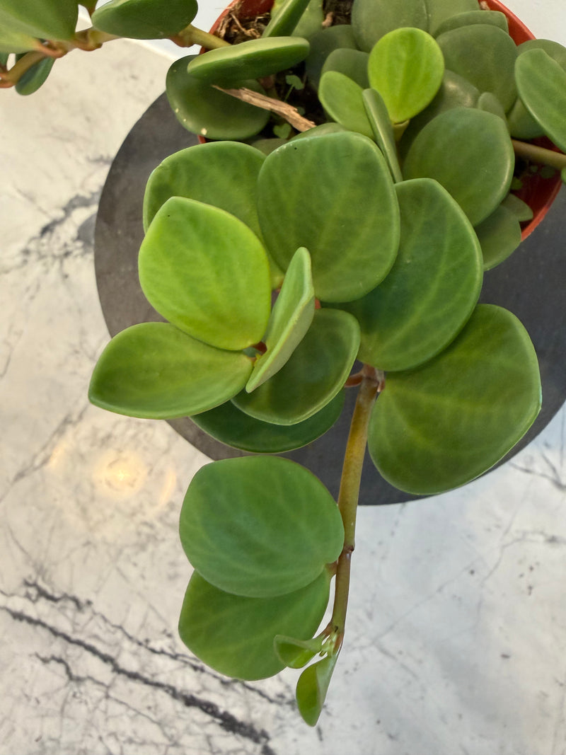 Peperomia Hope