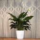 Peace Lily (Spathiphyllum)