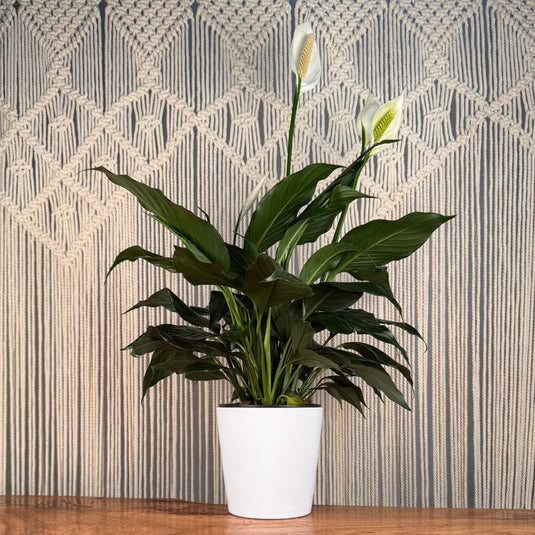tropical peace lily Peace Lily (Spathiphyllum) – Lakewood Plant Company