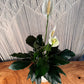 Peace Lily (Spathiphyllum)