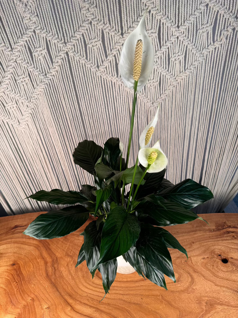 Peace Lily (Spathiphyllum)