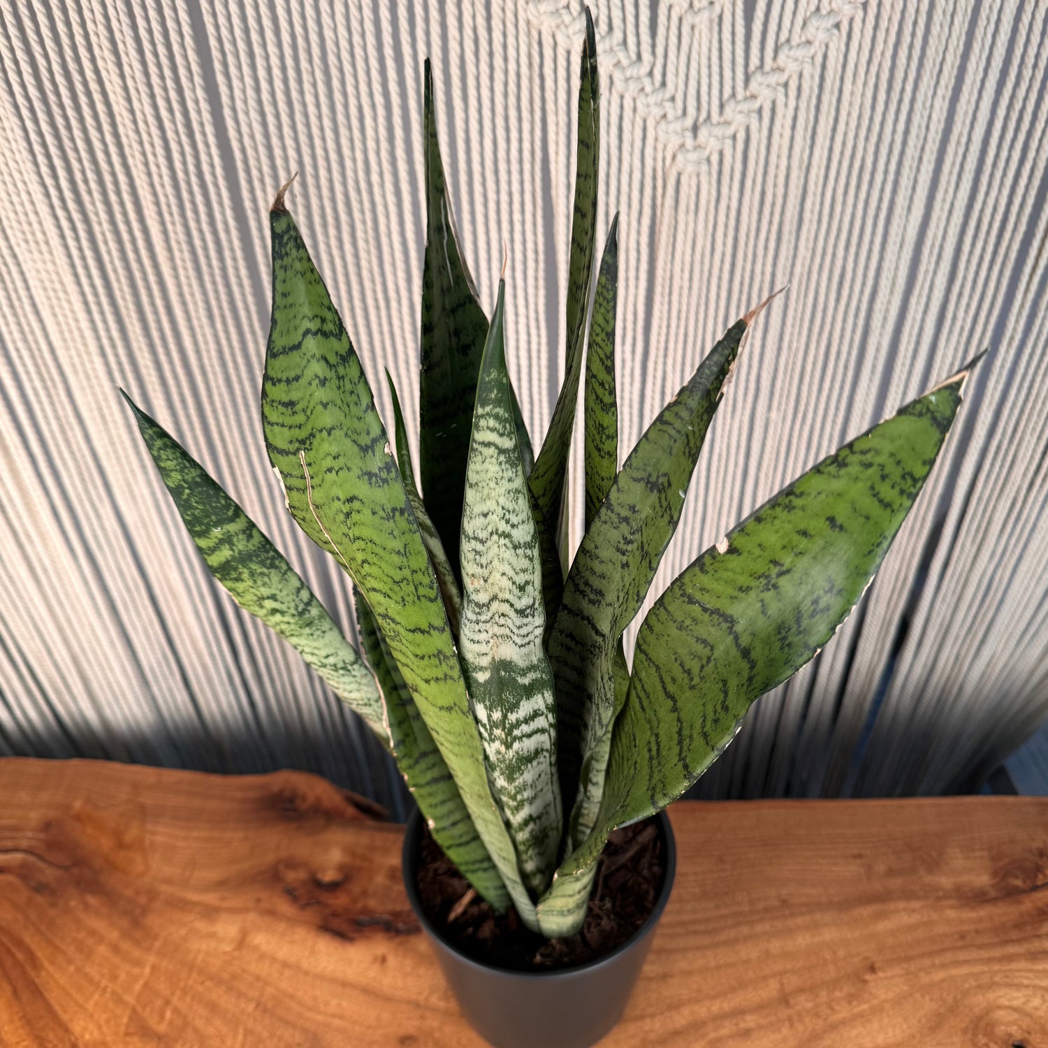 planterina snake plant Sansevieria 'Zeylanica' Snake Plant – Lakewood Plant Company