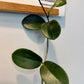 Hoya Australis