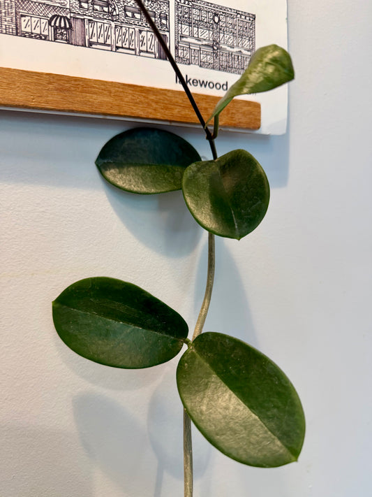 Hoya Australis